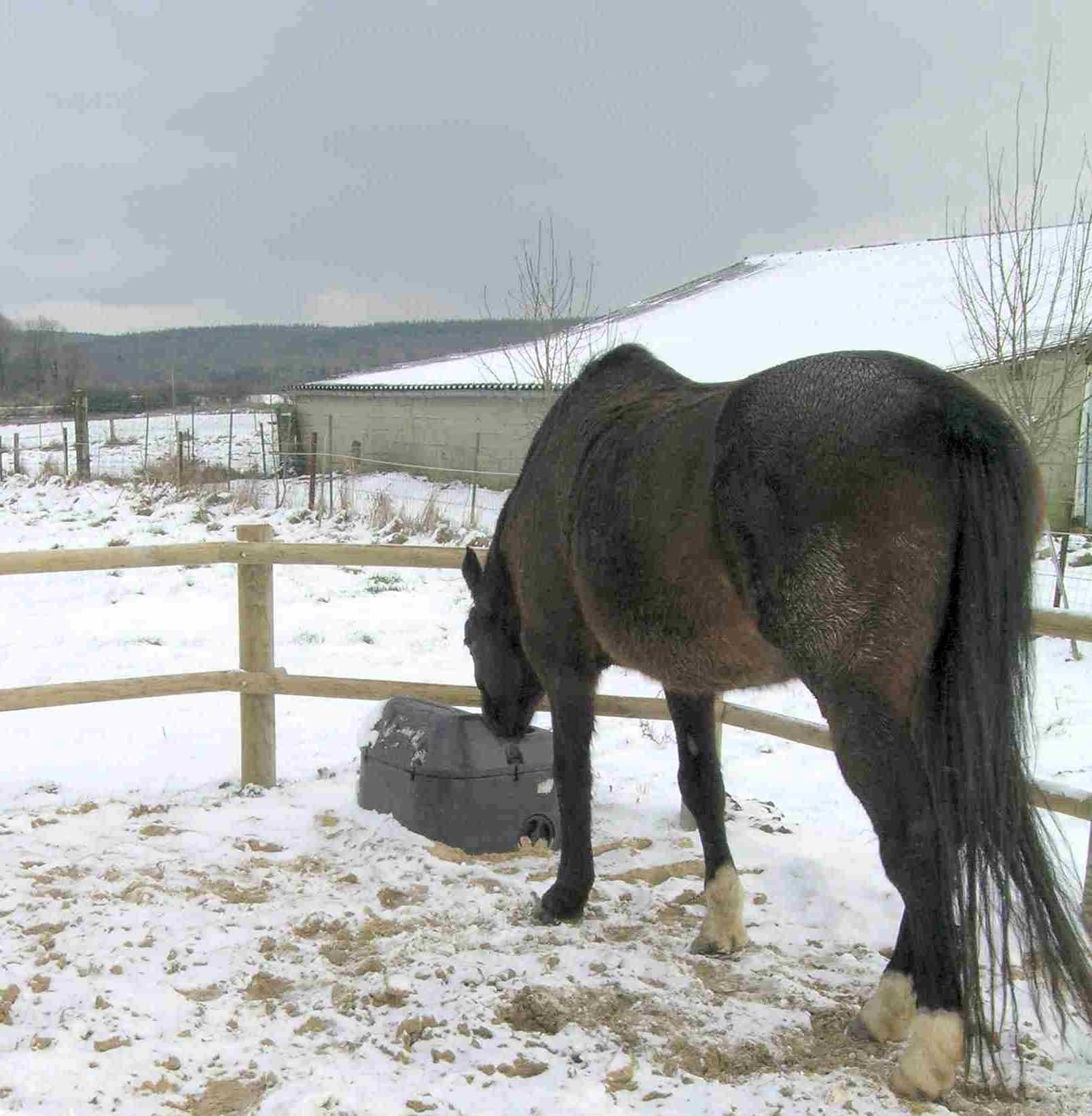 Abreuvoir antigel isotherme THERMOLAC pour chevaux