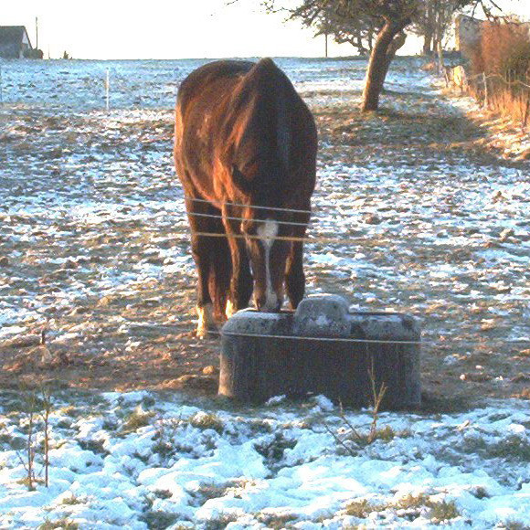 Abreuvoir antigel isotherme THERMOLAC chevaux